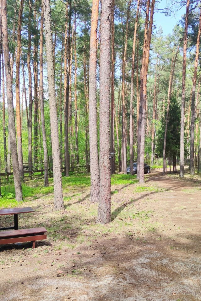 Działka leśna Kruszyna. Zdjęcie 3