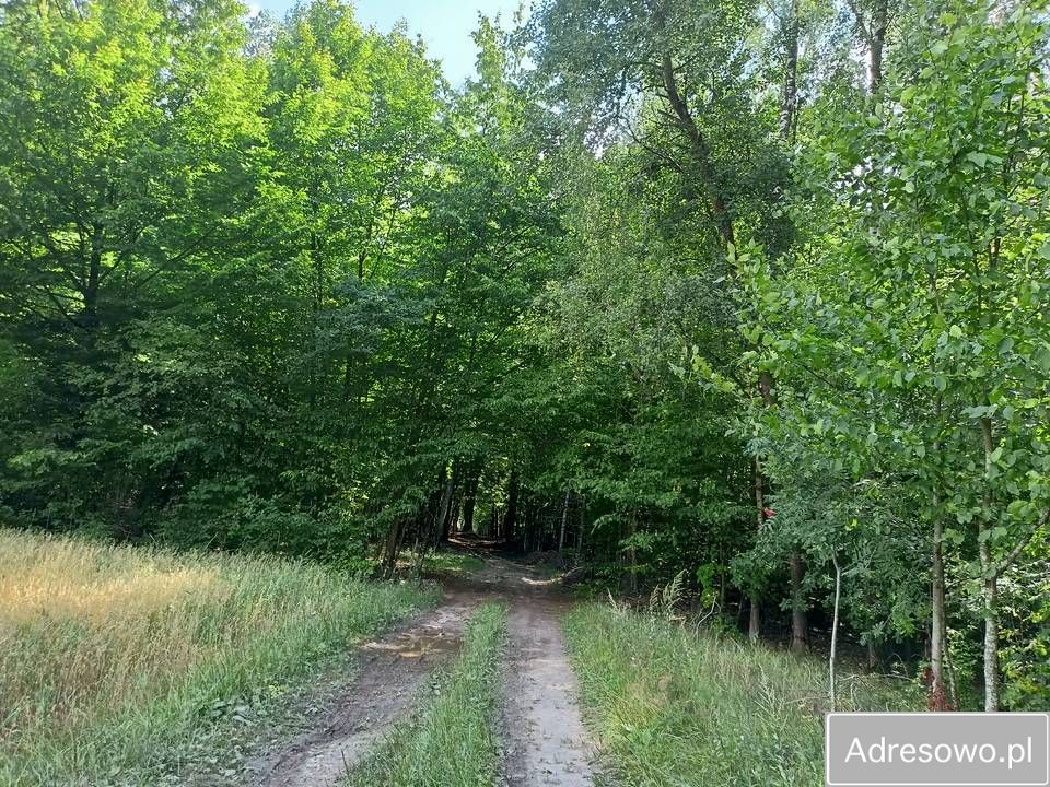 Działka rolna Budno. Zdjęcie 6