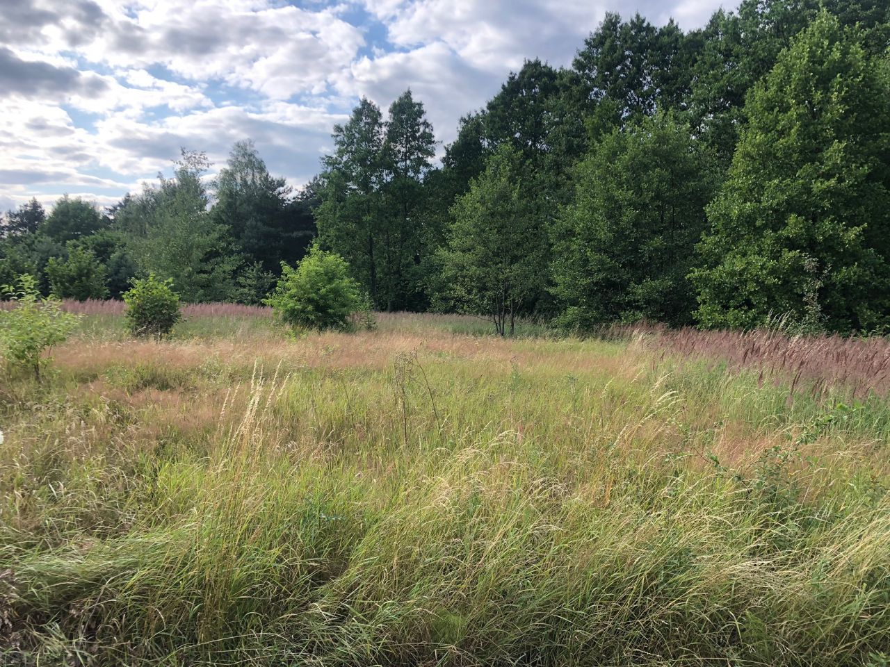 Działka budowlana Regulice, ul. Sportowców. Zdjęcie 14