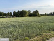 Działka siedliskowa Parole, ul. Kuropiecka. Zdjęcie 3
