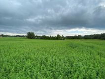 Działka rekreacyjna Dreństwo. Zdjęcie 1