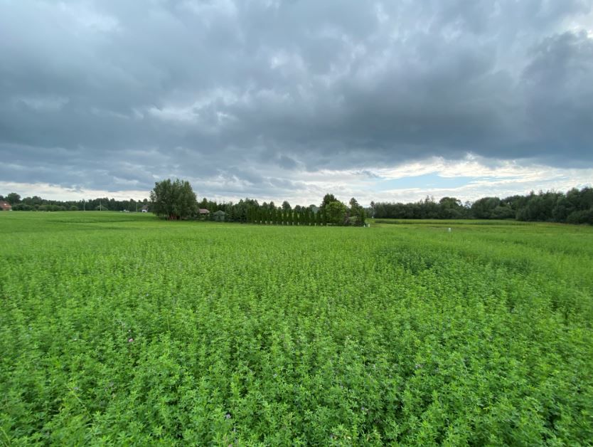 Działka rekreacyjna Dreństwo. Zdjęcie 2