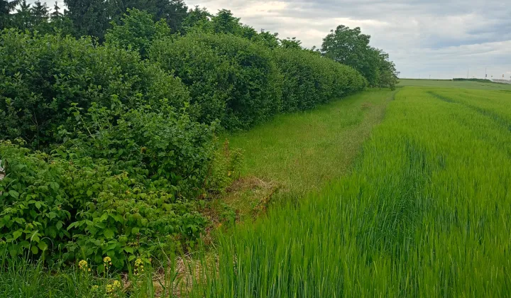 Działka inna Głogów Brzostów, ul. Malinowa