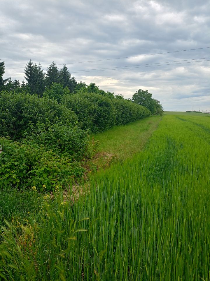 Działka inna Głogów Brzostów, ul. Malinowa
