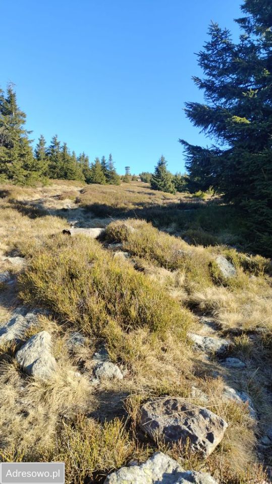 Mieszkanie 3-pokojowe Sienna. Zdjęcie 5