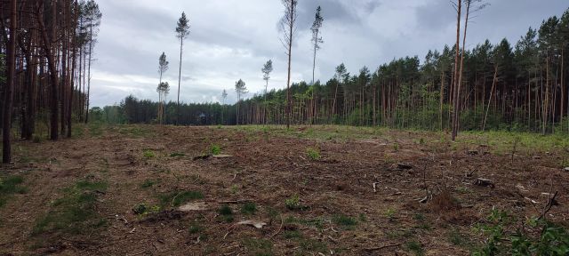 Działka leśna Daniłówka Druga. Zdjęcie 1