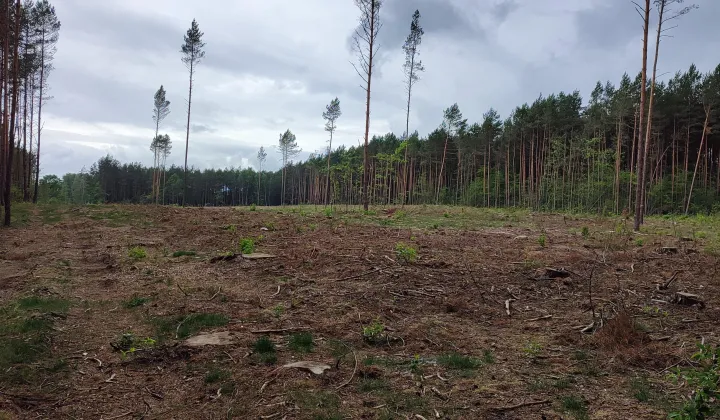 Działka leśna Daniłówka Druga