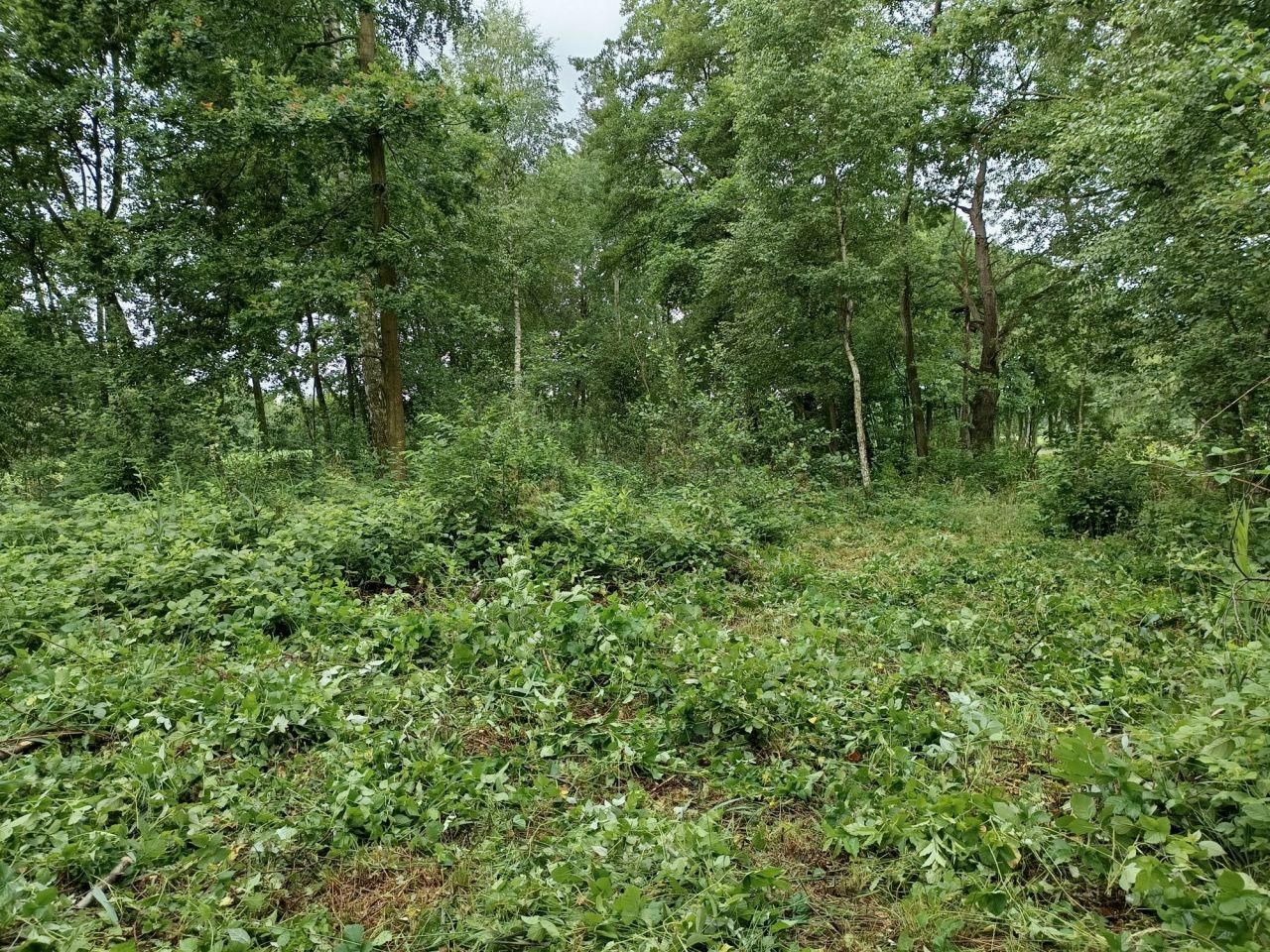 Działka rekreacyjna Teodorów. Zdjęcie 2