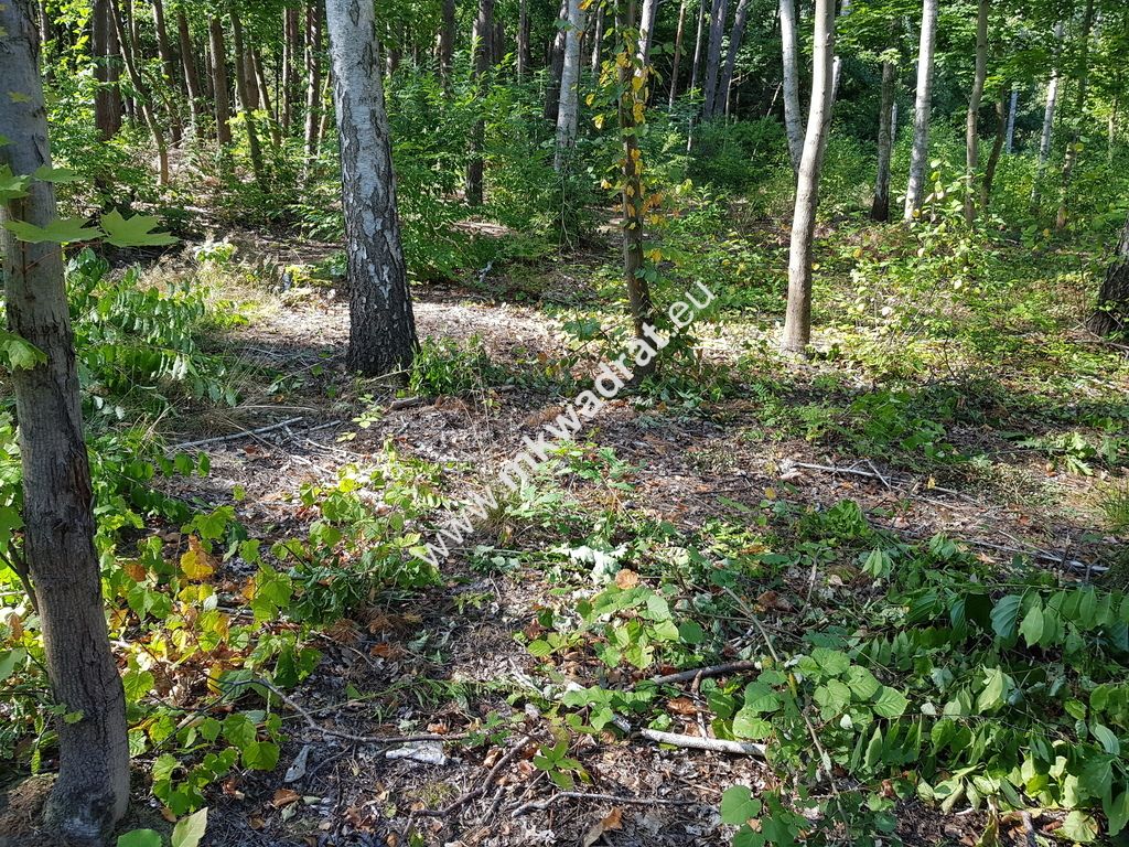 Działka budowlana Żółwin. Zdjęcie 4