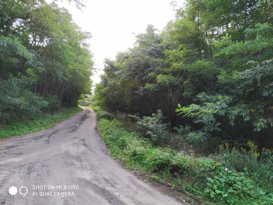 Działka leśna Stefanów. Zdjęcie 3