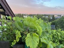 Działka rod Gdańsk Jasień, ul. Stolema. Zdjęcie 2