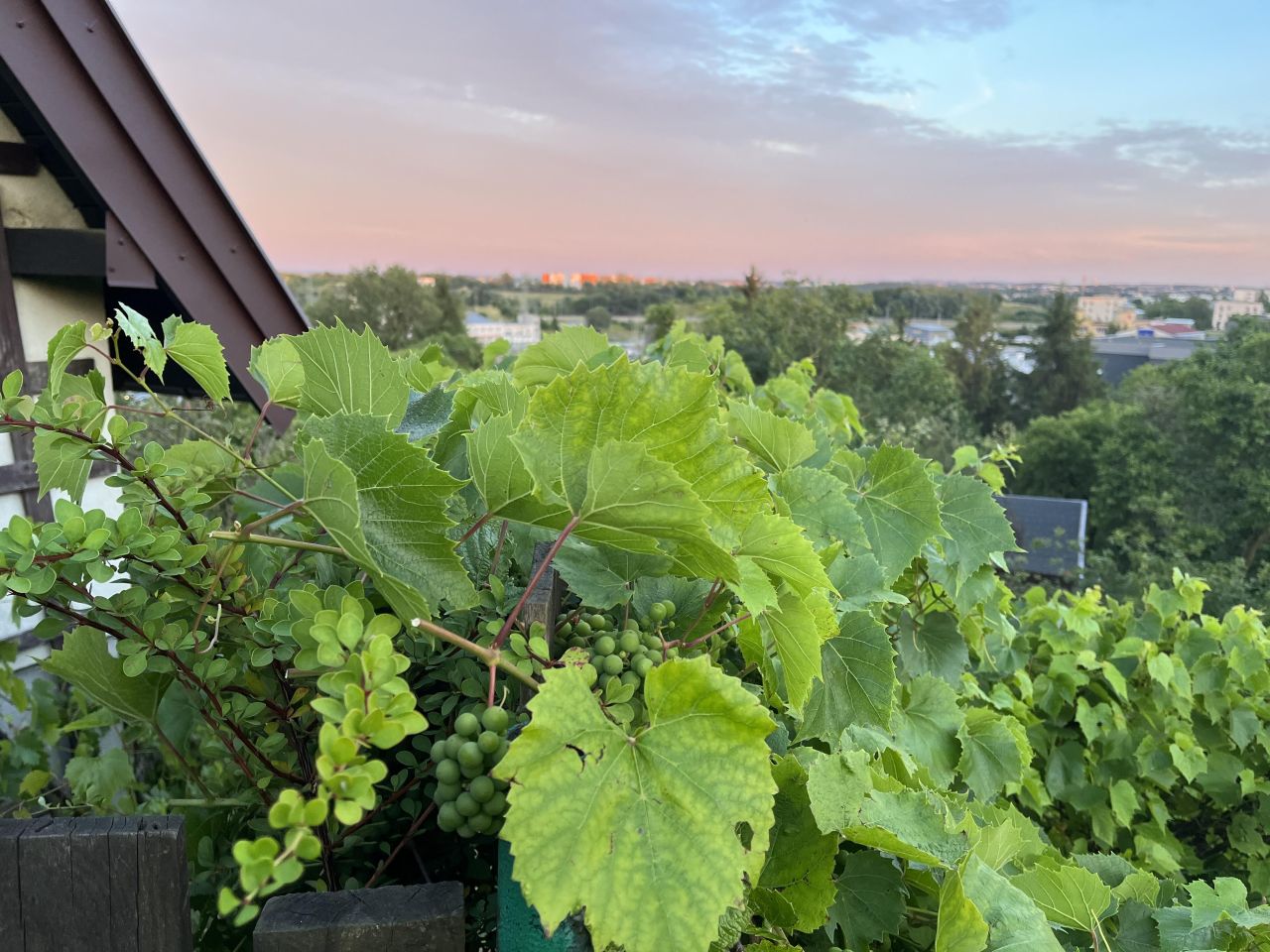 Działka rod Gdańsk Jasień, ul. Stolema. Zdjęcie 3