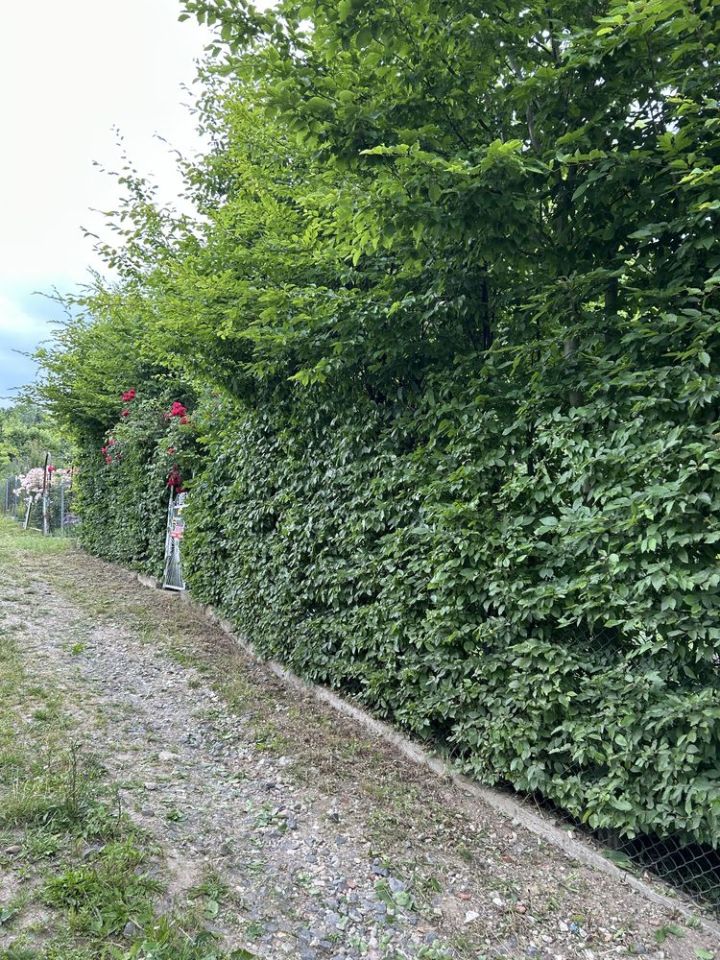 Działka rod Szczecin Centrum. Zdjęcie 5