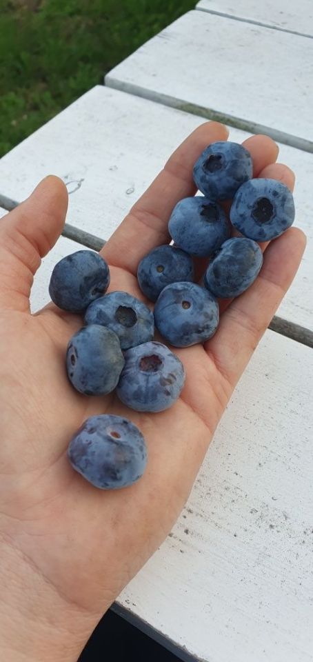 Działka rod Wodzisław Śląski, ul. Marklowicka. Zdjęcie 5