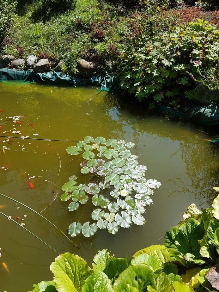 Działka rod Wójcin. Zdjęcie 3