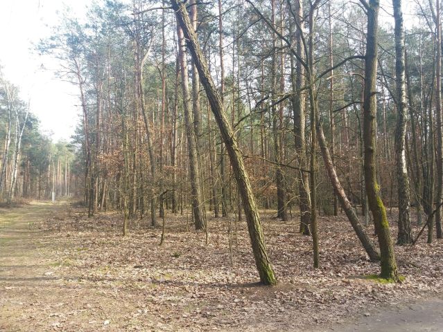 Działka leśna Władysławów, ul. Brzozowa. Zdjęcie 1