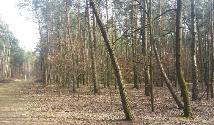 Działka leśna Władysławów, ul. Brzozowa