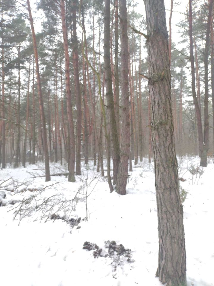 Działka budowlana Łosie. Zdjęcie 3