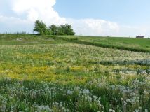 Działka rolno-budowlana Dzierzkowice-Rynek. Zdjęcie 4