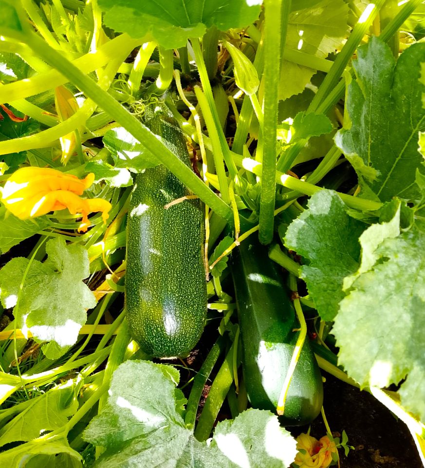 Działka rod Białystok, ul. Adama Mickiewicza. Zdjęcie 18