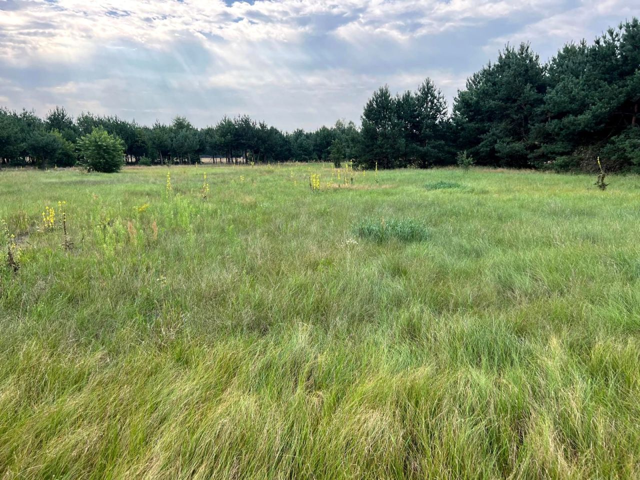 Działka rolna Szynkarzyzna