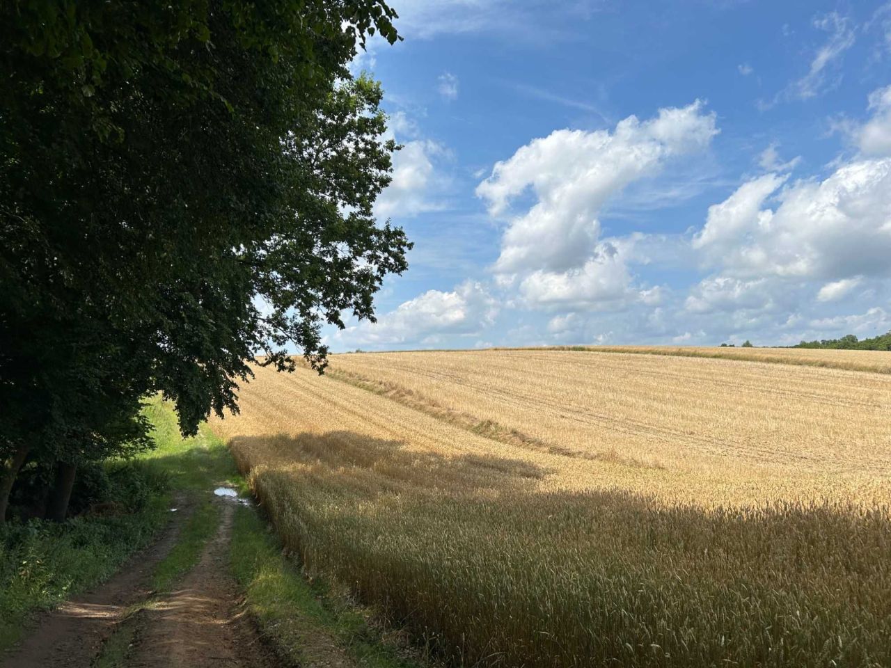 Działka rolna Wolica Uchańska. Zdjęcie 1
