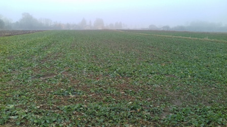 Działka budowlana Sokołów Podlaski, ul. Szkolna
