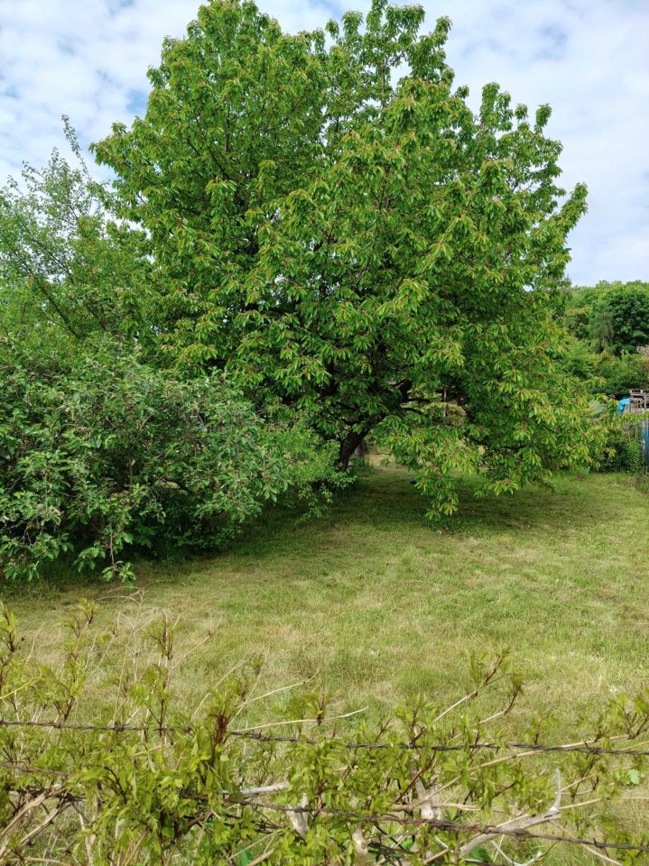 Działka rod Zielona Góra, ul. Ptasia. Zdjęcie 5