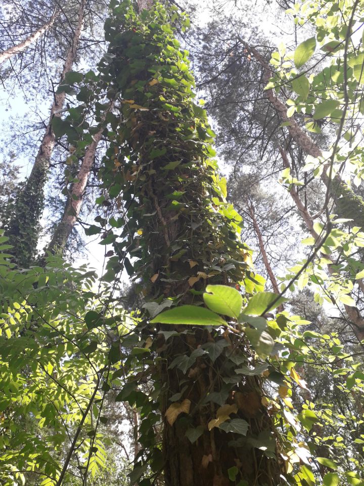 Działka budowlana Mniszew. Zdjęcie 7