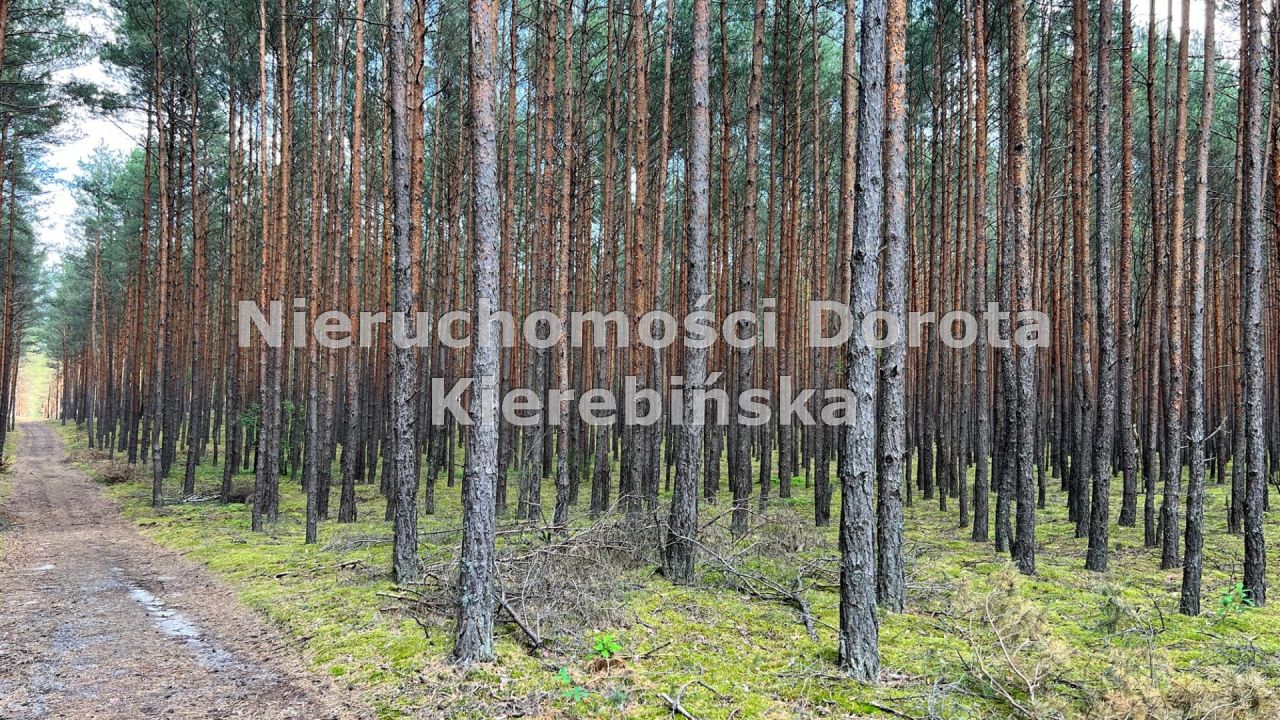 Działka rekreacyjna Inowłódz. Zdjęcie 12