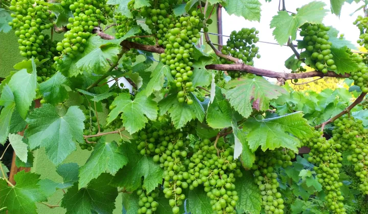 bliźniak, 6 pokoi Szczecin Podjuchy, ul. Cynowa