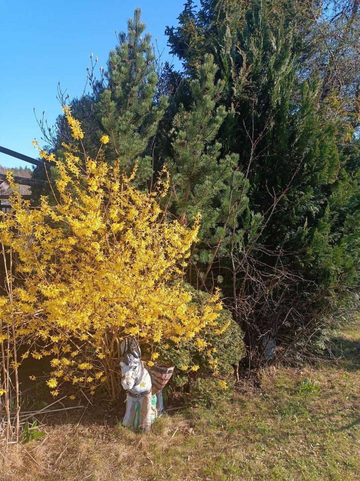 Działka rod Gdynia Chwarzno-Wiczlino. Zdjęcie 8