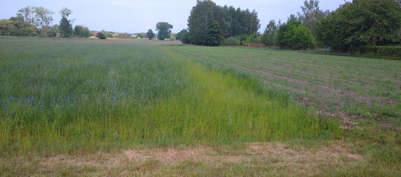 Działka rolno-budowlana Piaski Nowa Wieś. Zdjęcie 4
