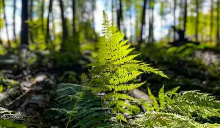 Działka budowlana Magdalenka, ul. Konieczna