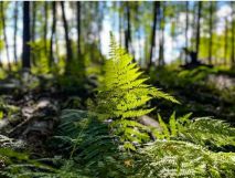 Działka budowlana Magdalenka, ul. Konieczna