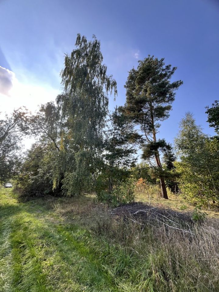 Działka leśna Smolugi. Zdjęcie 5