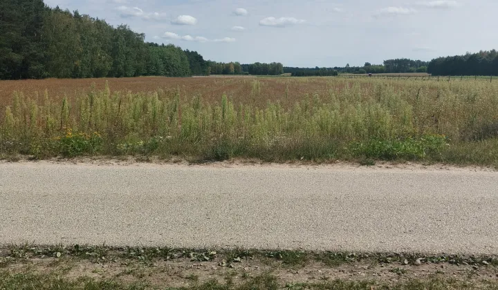 Działka rolno-budowlana Grzybów, Grzybów