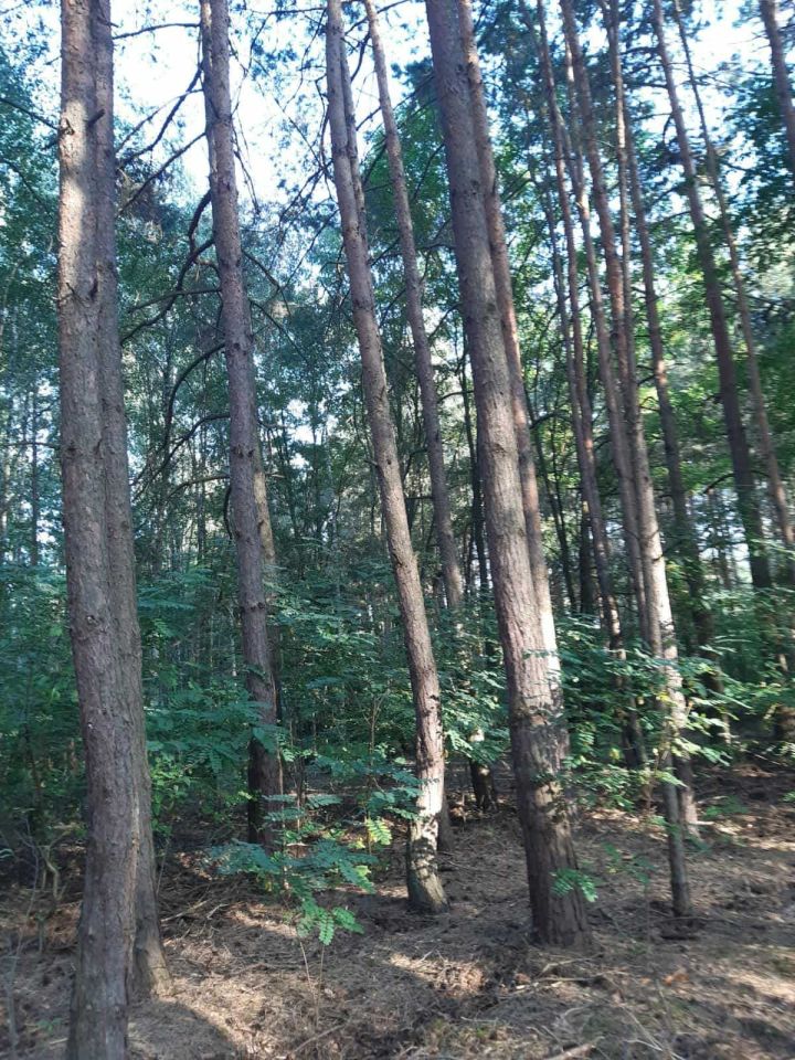 Działka leśna Reducz. Zdjęcie 3