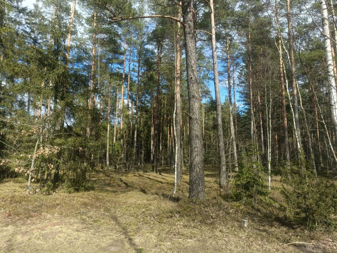 Działka leśna Szczytno. Zdjęcie 3