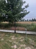 Działka budowlana Bieniewo-Parcela. Zdjęcie 4