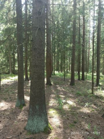 Działka leśna Synkowce. Zdjęcie 1