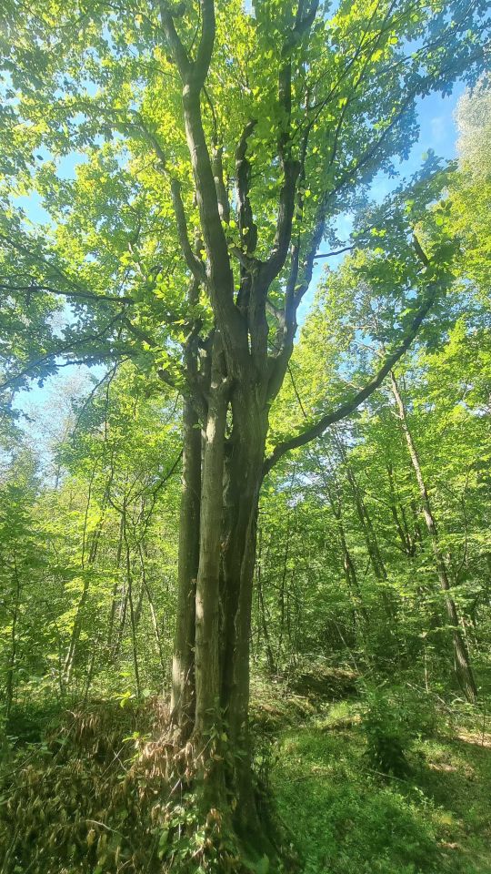 Działka leśna Piaski. Zdjęcie 4