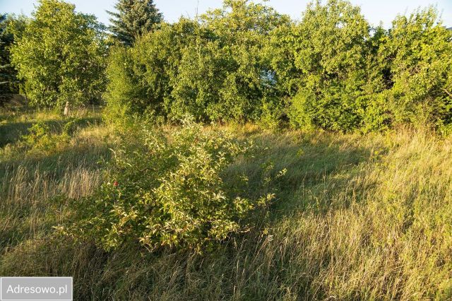 Działka budowlana Wysogotowo, ul. Pszenna. Zdjęcie 1