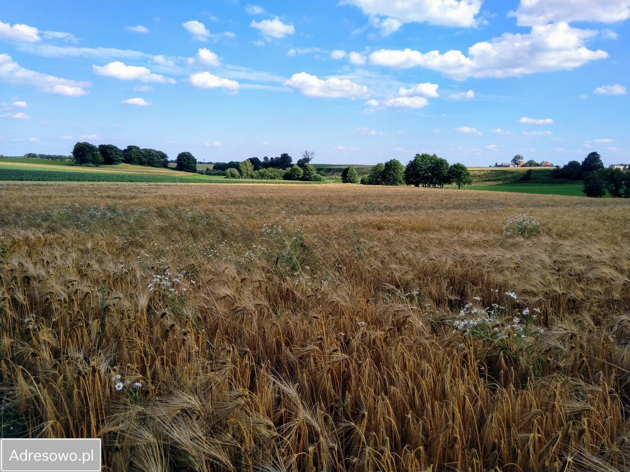 siedlisko Taszewskie Pole. Zdjęcie 10