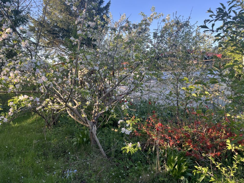 Działka rod Białystok Jaroszówka, ul. Adama Mickiewicza. Zdjęcie 3