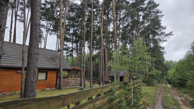 Działka leśna Królewo. Zdjęcie 2