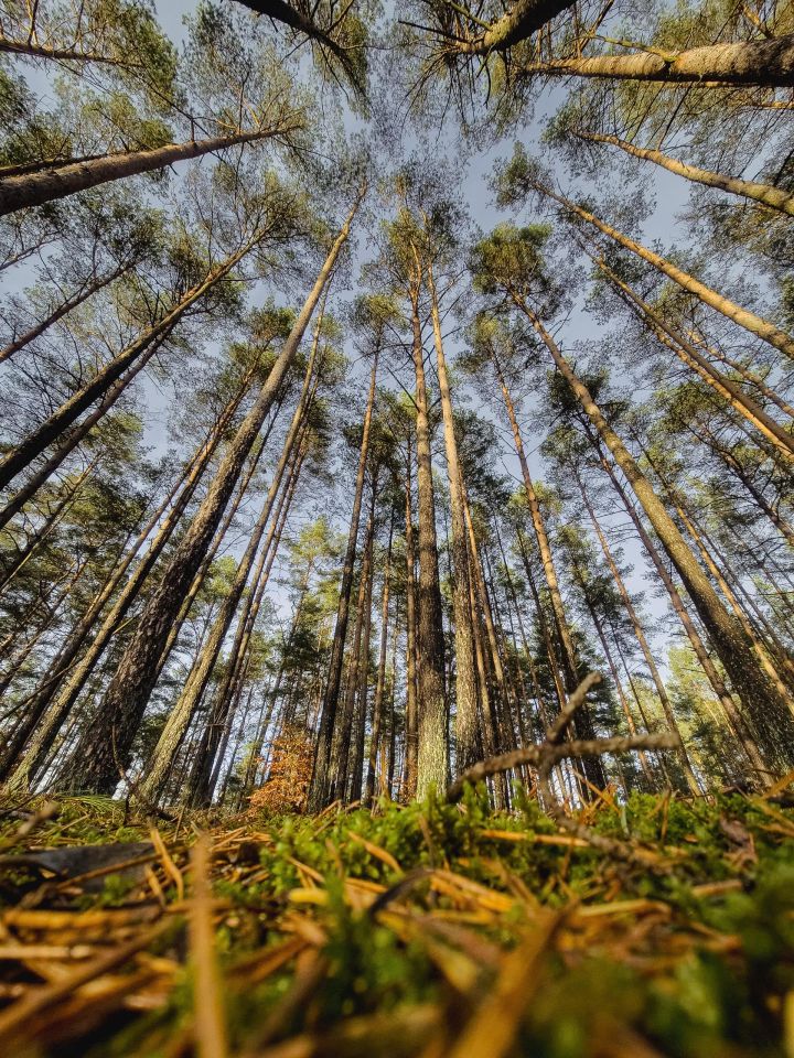 dom letniskowy, 2 pokoje Skorzewo. Zdjęcie 24