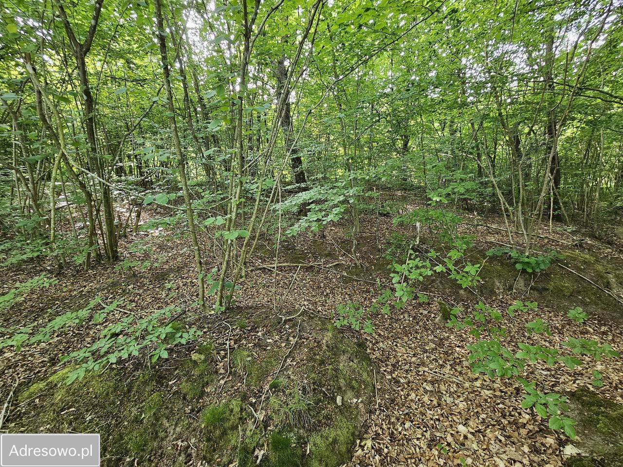 Działka Cybulin. Zdjęcie 1