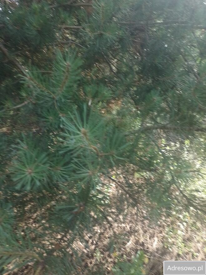 Działka budowlana Kożuszki-Parcel. Zdjęcie 3