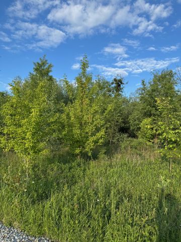 Działka rolno-budowlana Szukalice, ul. Konwaliowa. Zdjęcie 1